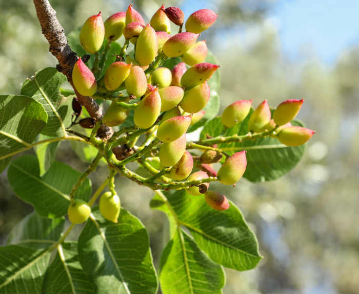 Pistachios