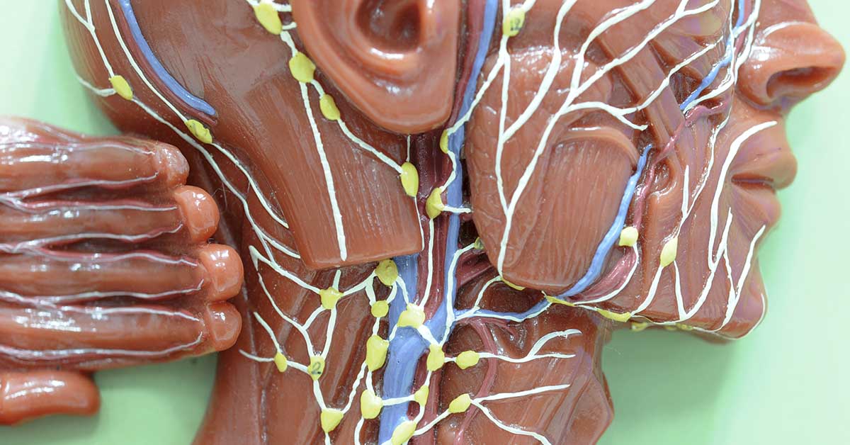 Is There a Connection Between Lymphatic Health & ‘Leaky Gut’? 