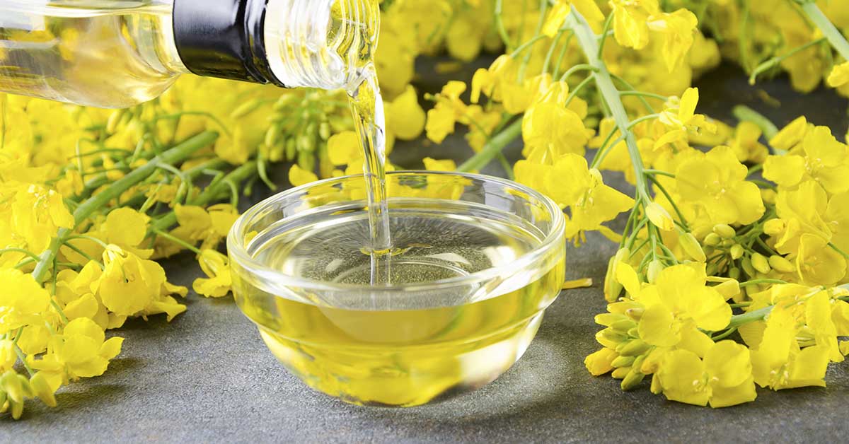 Canola Oil: Is It Good or Bad For You?