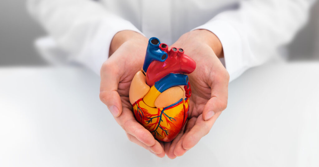 heart in cardiologist hands