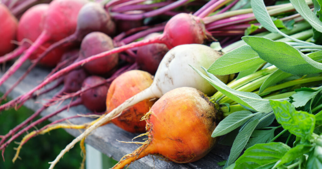 Colorful rainbow beets. Golden, white, pink striped and purple beets on the open air. Organic vegetables.