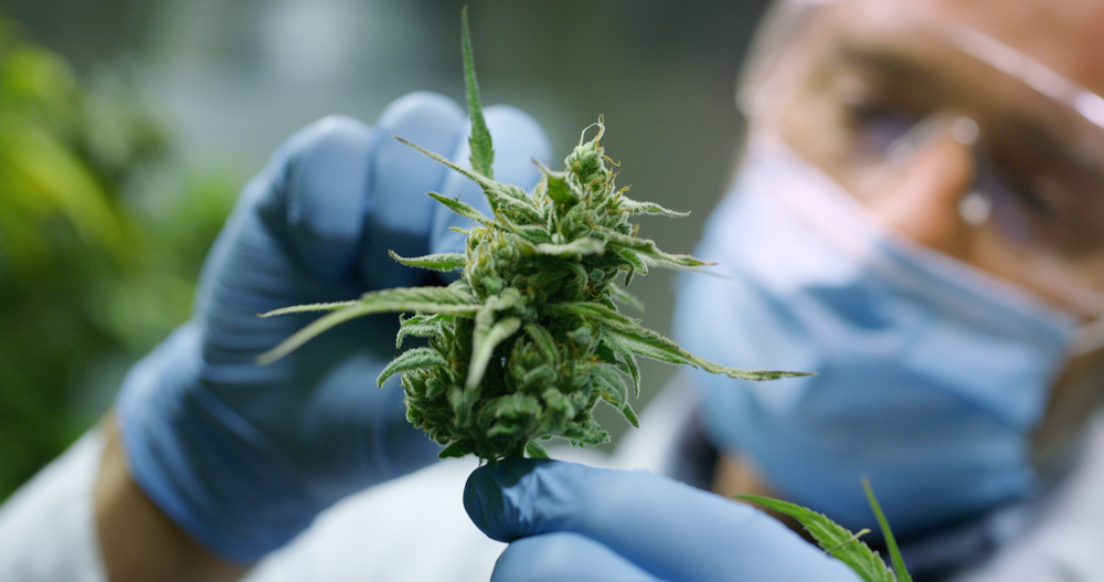 Portrait of scientist with mask, glasses and gloves checking hemp plants in a greenhouse. Concept of herbal alternative medicine, cbd oil, pharmaceptical industry
