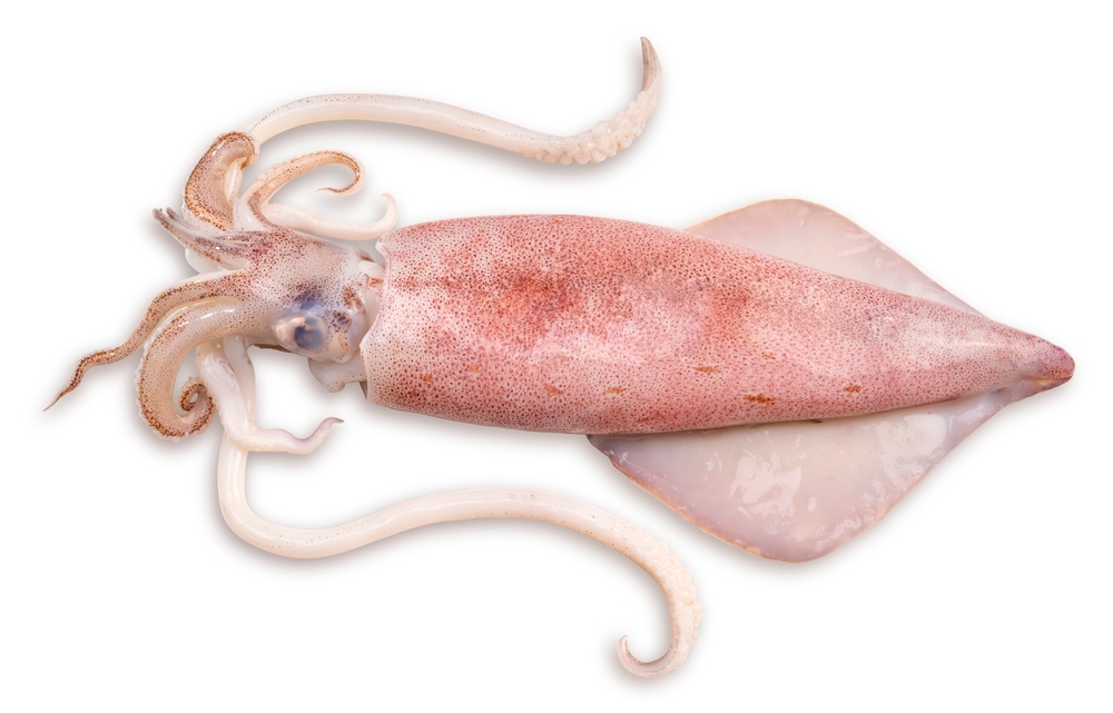 Fresh squid isolated on white background, Squid isolated on white with clipping path.
