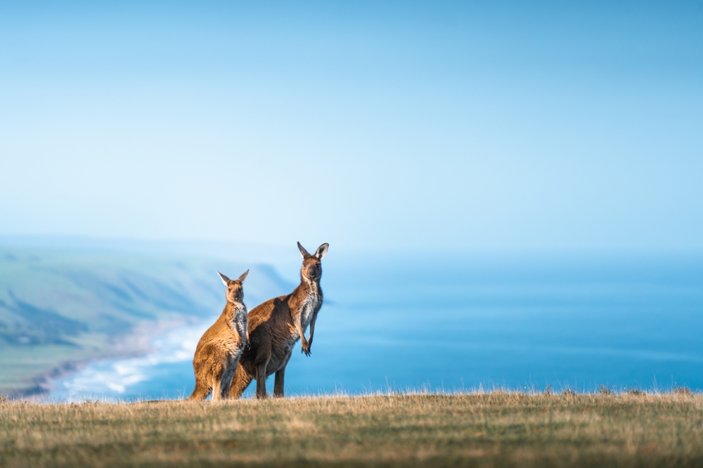 A Kangaroo at Deep Creek, South Australia
