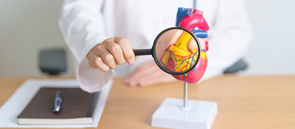 Doctor with human Heart anatomy model and magnifying glass. Cardiovascular Diseases, Atherosclerosis, Hypertensive Heart, Valvular Heart, Aortopulmonary window, world Heart day and health concept