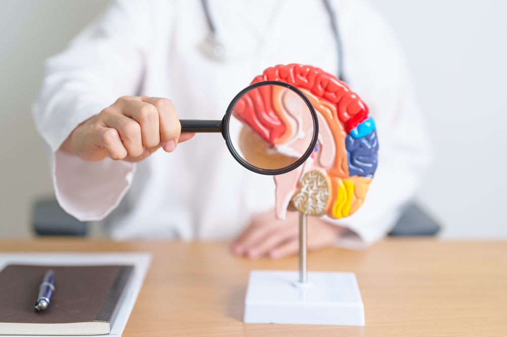 doctor with human Brain anatomy model and magnifying glass. World Brain Tumor day, Brain Stroke, Dementia, alzheimer, parkinson and world mental health concept