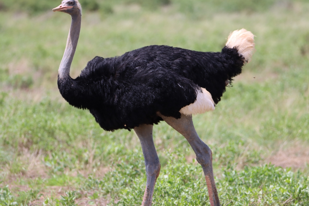 Ostrich Bird in Samburu National Reserve Savannah on April 2024
