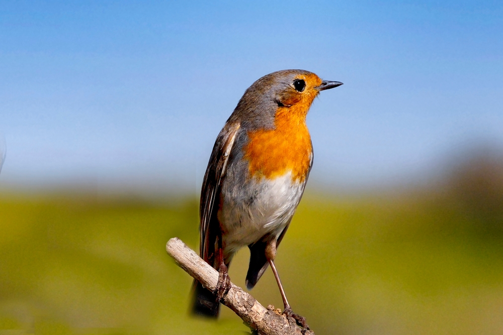 Robin'It is a lively bird species, with its tail always standing upright, it looks like a more mobile and active bird. They generally migrate from Northern Europe to Africa and the Middle East during
