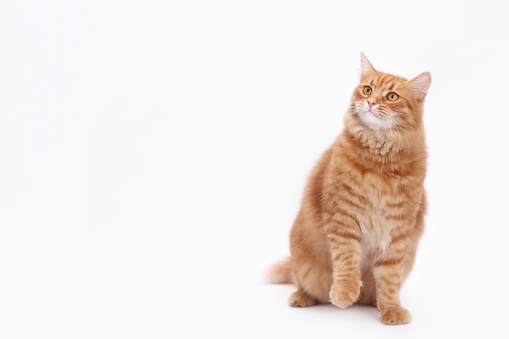 Beautiful red Cat sits and looks away. Cat close up. Cute fluffy Kitten. Kitten on a white background. Pet. Animal care. Animal background. Place for text. Domestic ginger cat. Copy space
