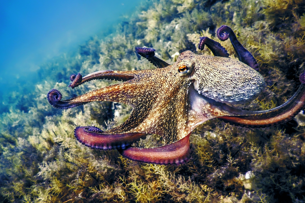 Common Octopus Flight (Octopus vulgaris) Underwater
