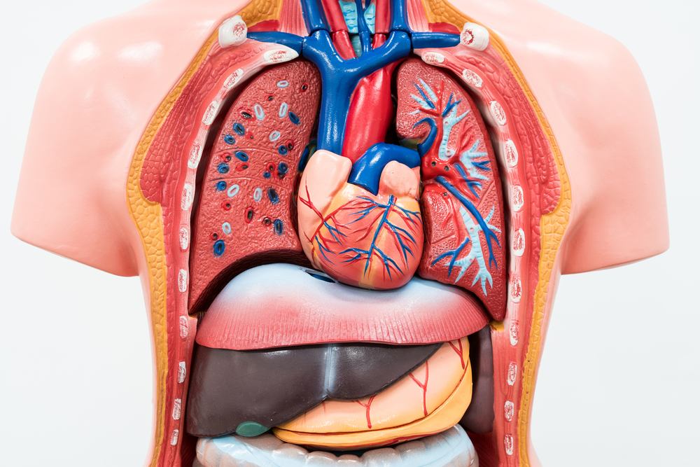Human Internal organs dummy on white background. Closed-up.
