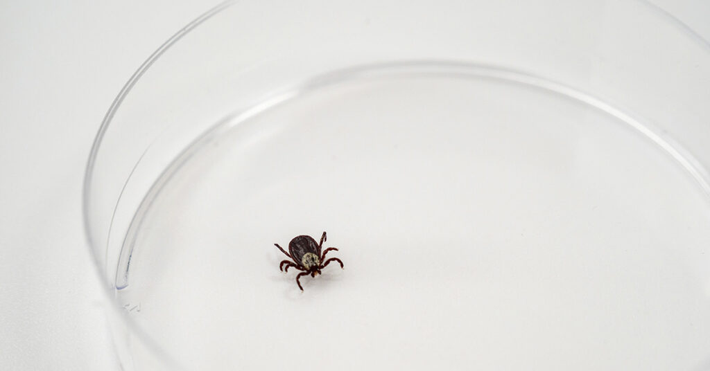 How to Identify Ticks in Your Home and Remove Them - Featured image