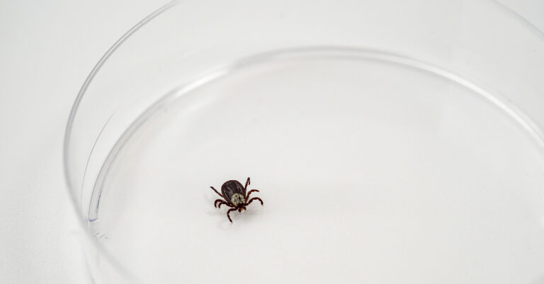 How to Identify Ticks in Your Home and Remove Them - Featured image