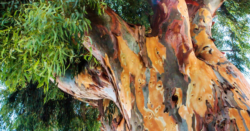 eucalyptus tree, bottom view