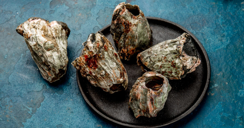 SEAFOOD PICOROCO. Austromegabalanus psittacus, the giant barnacle or picoroco. Chilean and peruvian cost seafood.