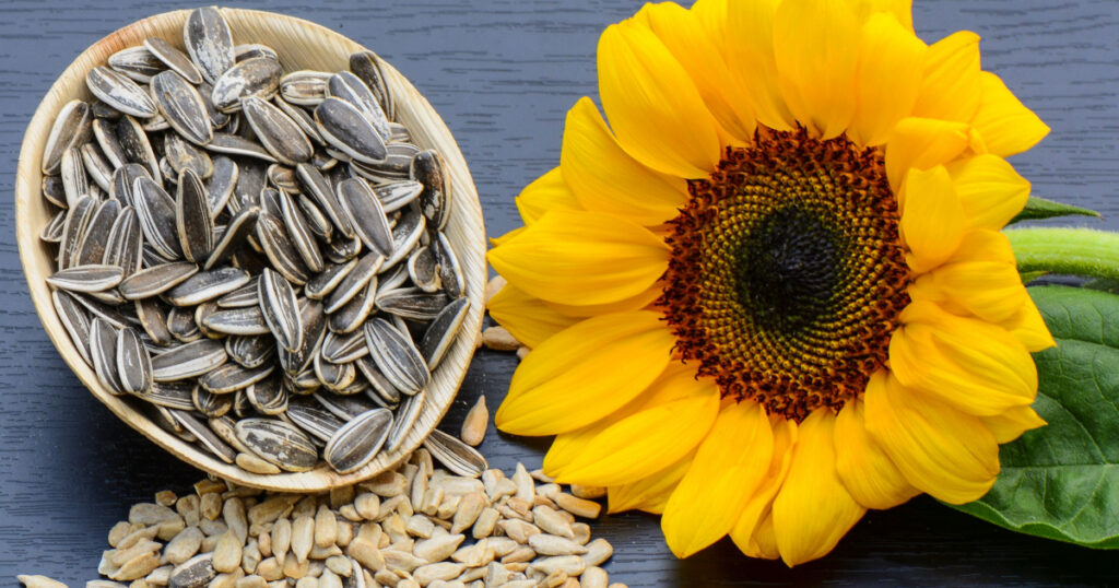 Sunflower, flowers, petals and seeds