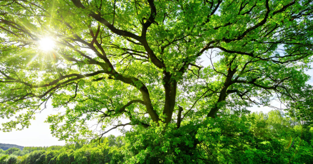 The sun brightly shines through the crooked branches of a majestic green tree