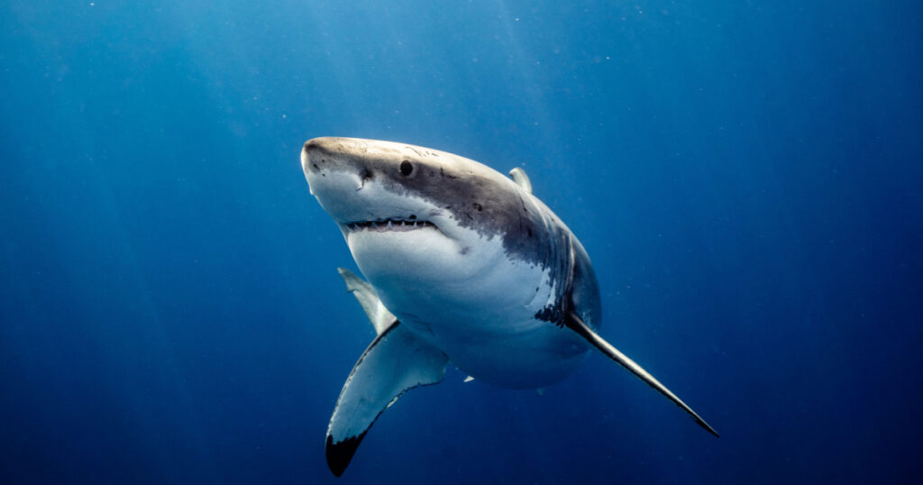 Great White Shark Close up Shot