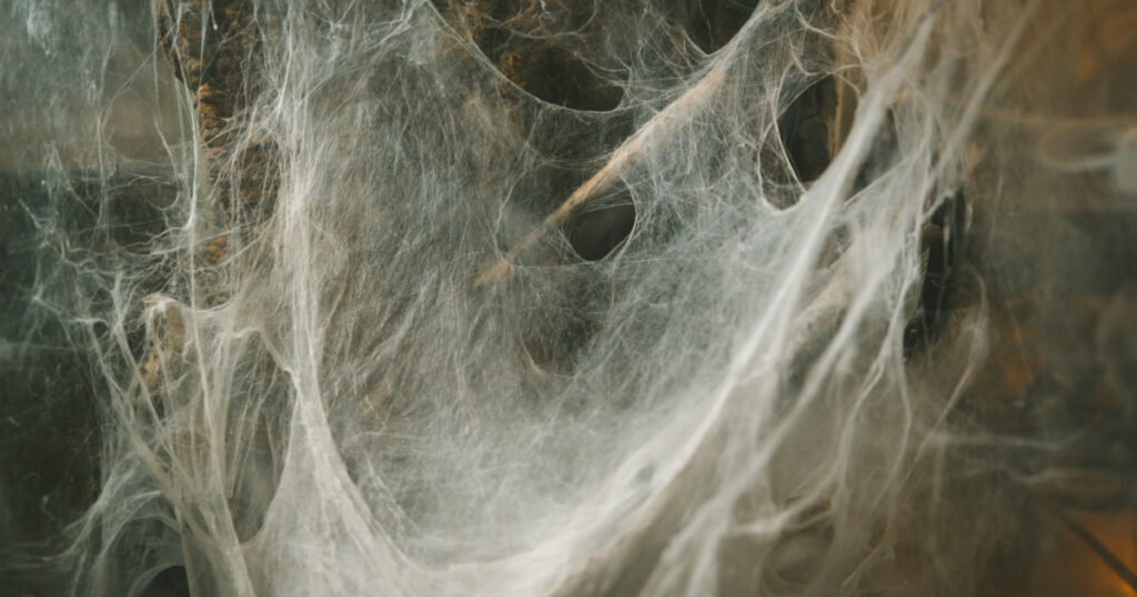spider's lair cobweb in a terrarium snag nature mysticism exotic animals poison danger fear