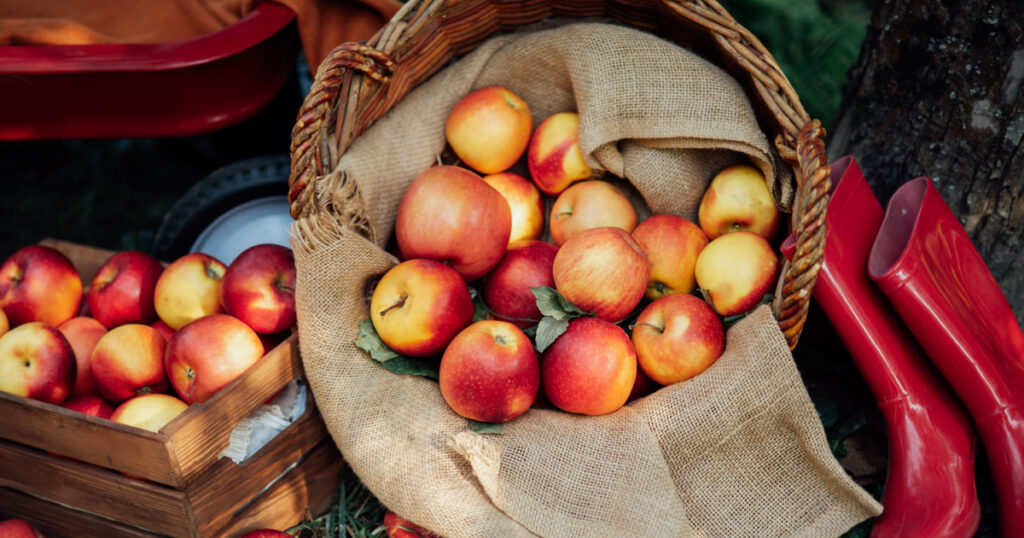 Apple harvest time. Ripe red apples in basket and in dark wooden crate on green grass. Apple picking. Orchard. Garden. harvesting on farm