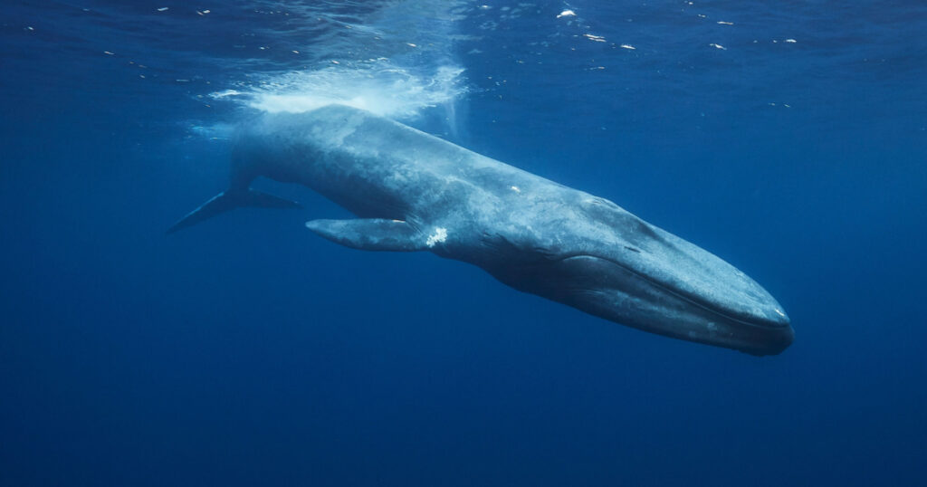 Blue whale in Mirissa srilanka