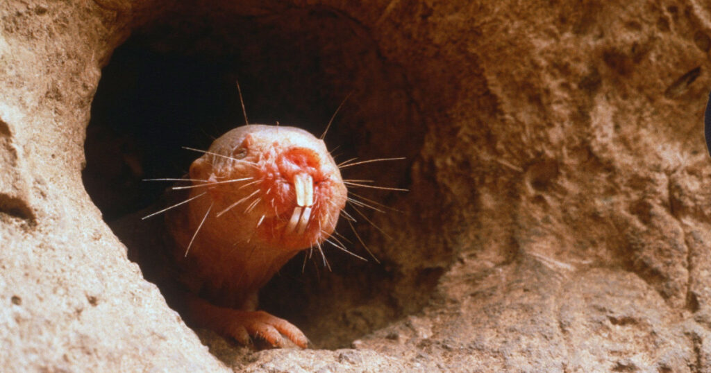 Naked molerat guarding underground tunnel. Heterocephalus glaber