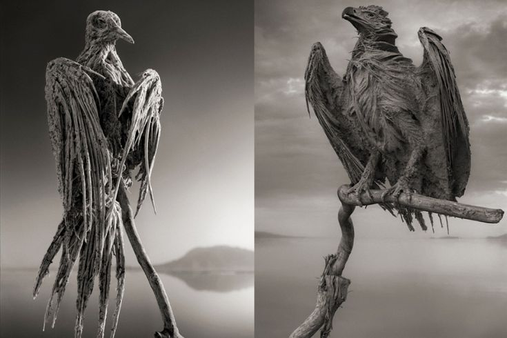 lake Natron in Tanzania calcified birds