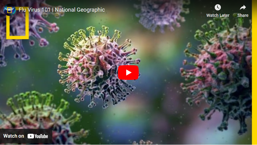 flu virus 101