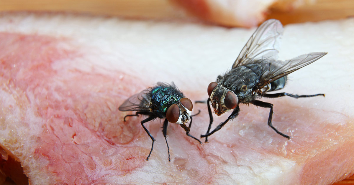 What Really Happens When A House Fly Lands On Your Food