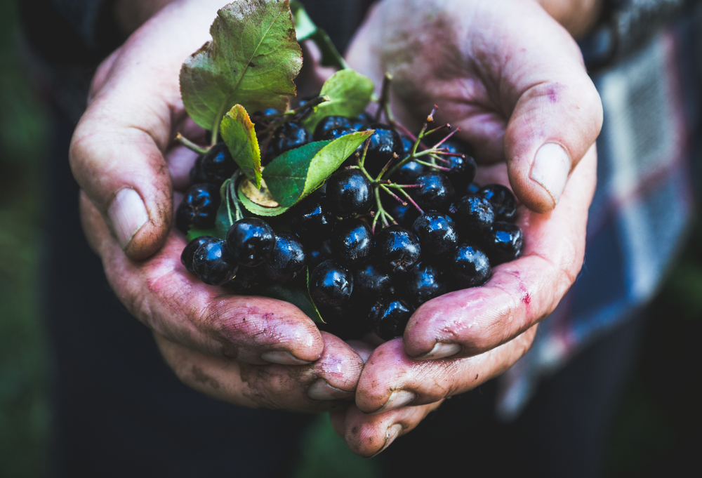 Farmer's hands with freshly harvested chokeberries. Shallow depth of field.
