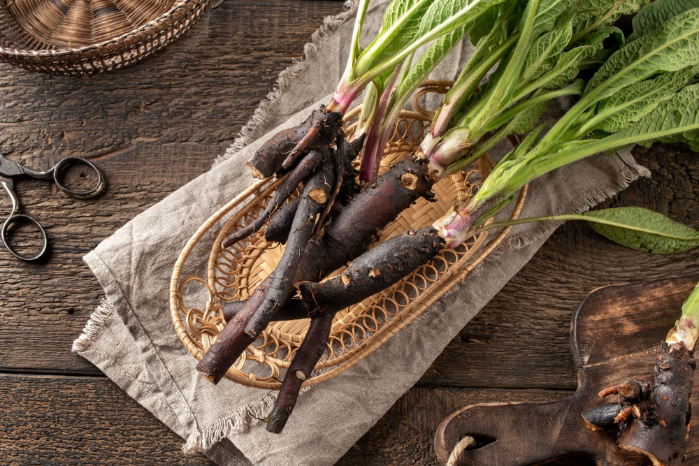 Comfrey root with young leaves collected in spring on a table