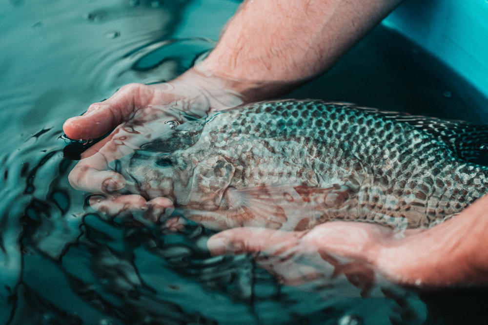 A man holding a Tilapia Fish