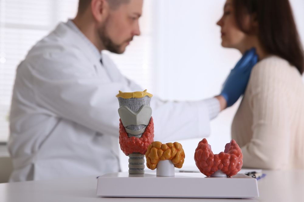 Doctor examining thyroid gland of patient in hospital, focus on organ models