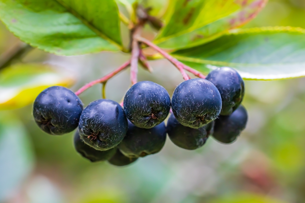 Black Aronia melanocarpa berries, close up. Dark blue chokeberry fruits and green leaves on branch in garden, closeup. Aronia black berry.