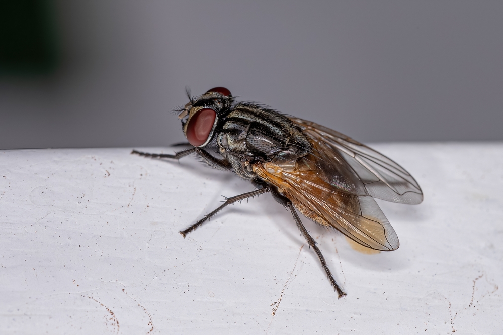 Adult House Fly of the species Musca domestica