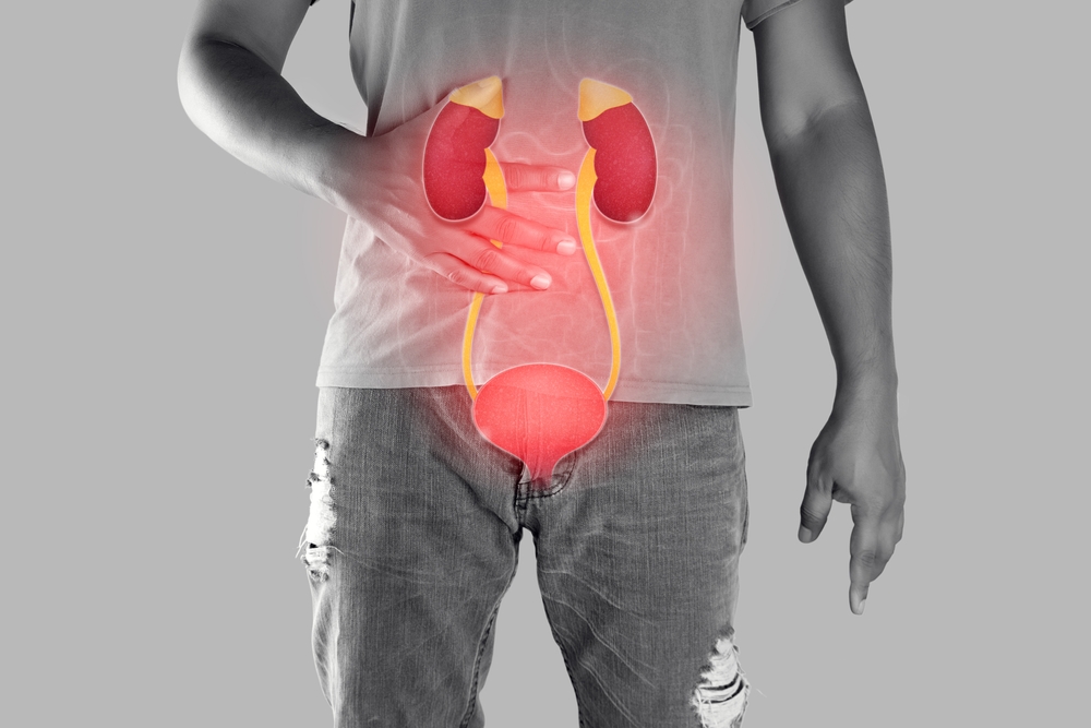 Kidney and urethra illustration on the men body against a gray background.