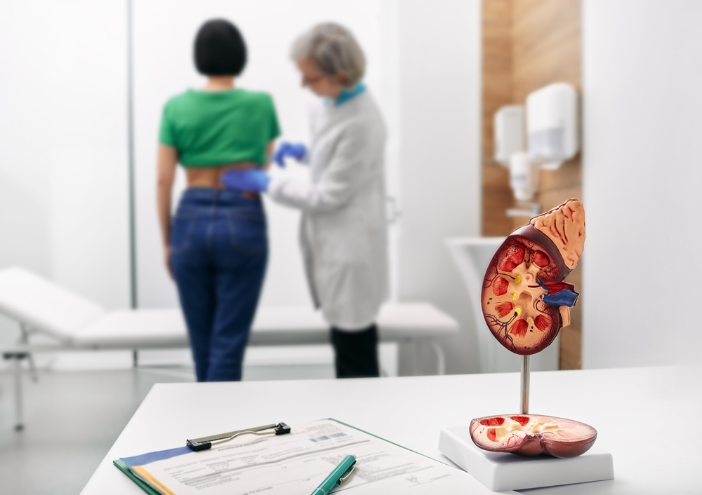 Chronic kidney disease, doctor holding model for treatment urinary system, urology, Estimated glomerular filtration rate eGFR.
