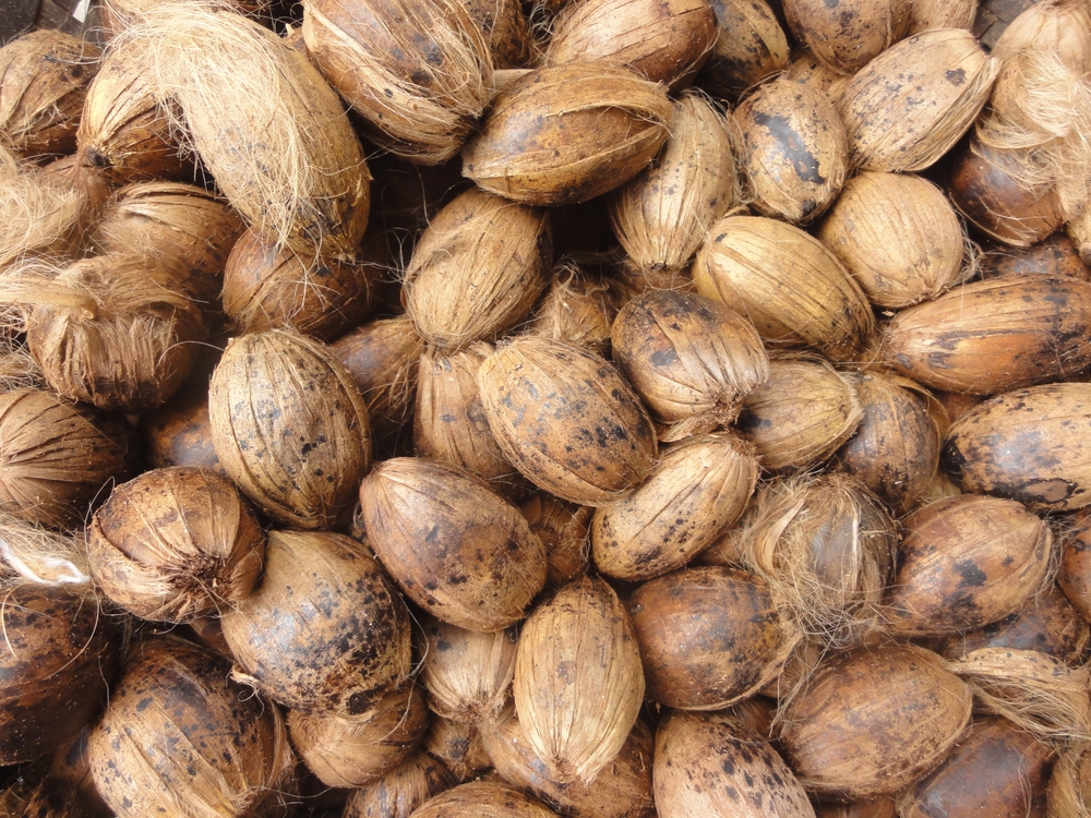 betel nut ready for market