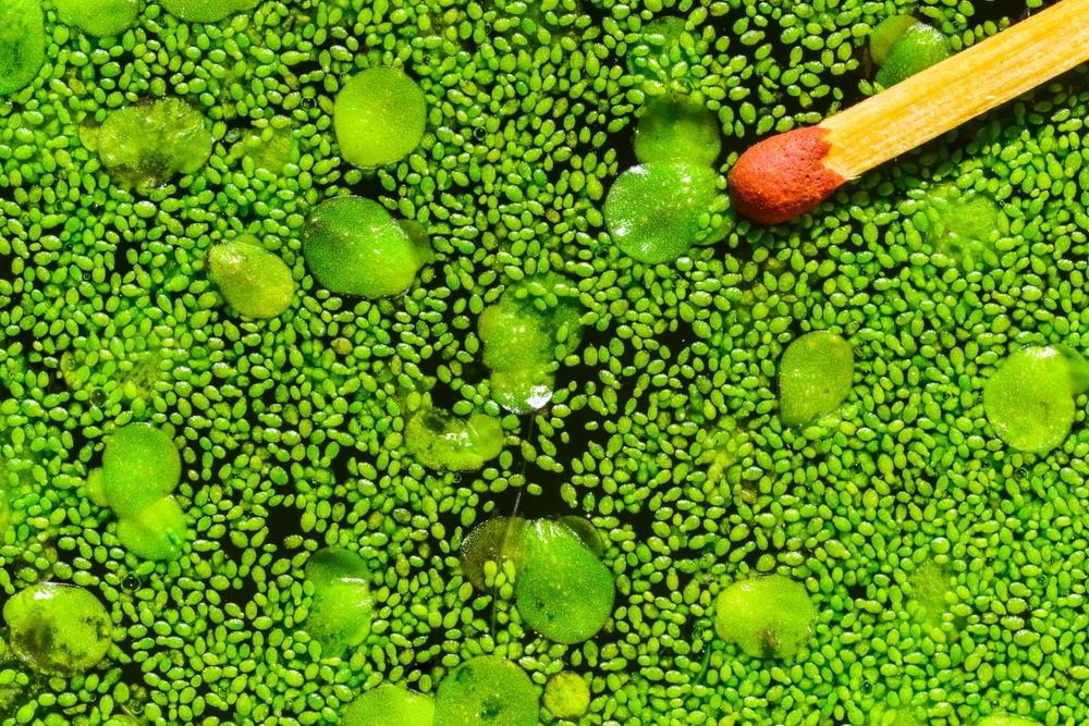 Match for scale, Spotless watermeal, rootless duckweed (Wolffia arrhiza) and duckweed (Lemna turionifera) in a stagnant freshwater pond
