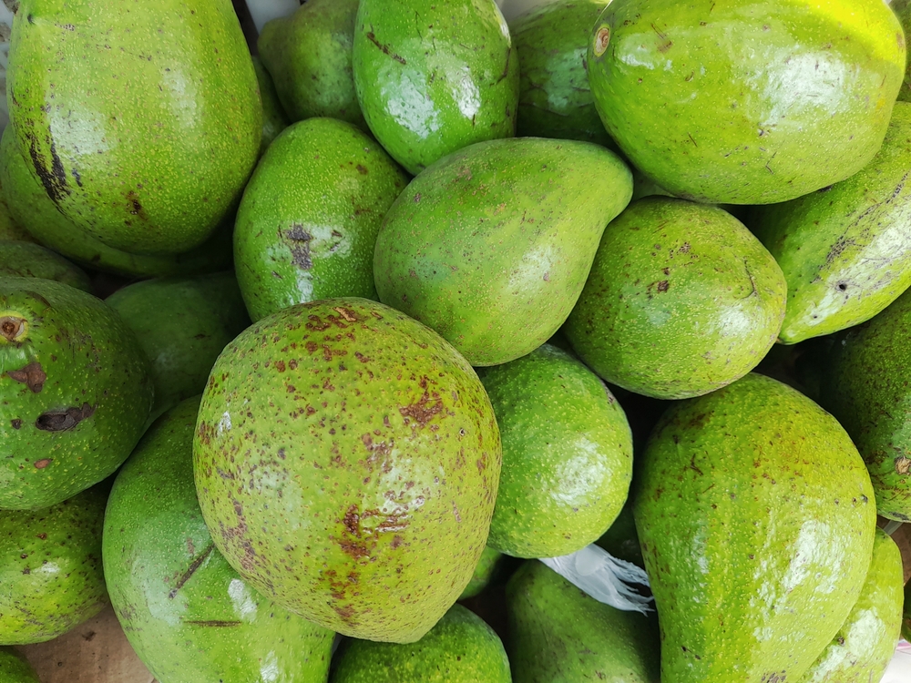 Avocado fruit with a slightly rough fruit skin texture and green in color with a few brown spots on the fruit skin
