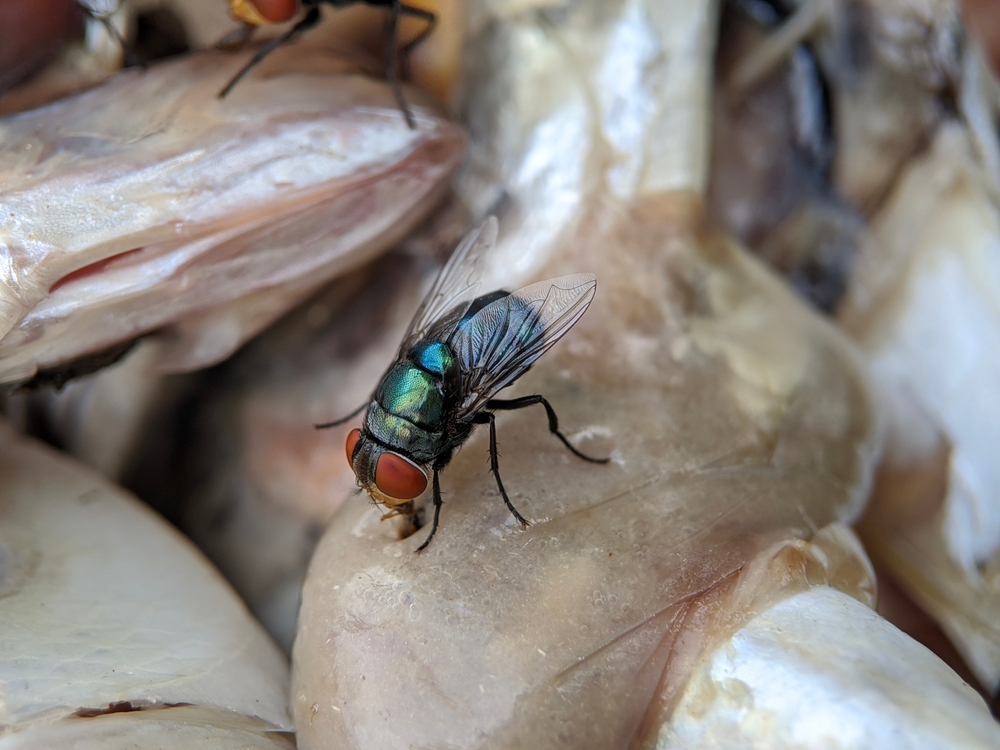 Macro of flies insect on fish meat