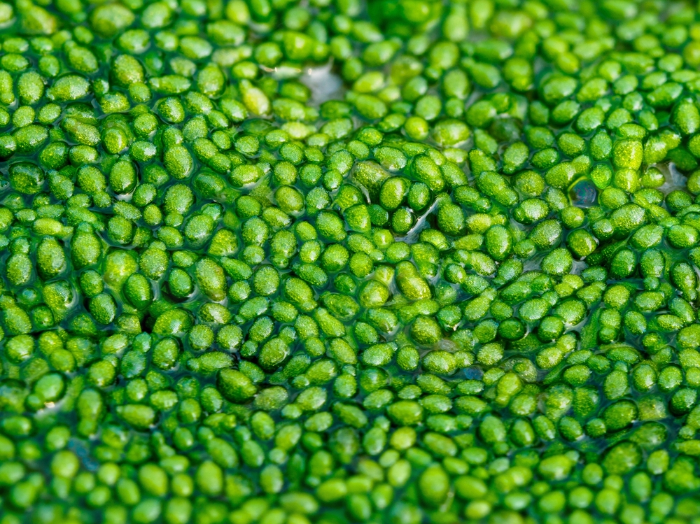 Close up Spotless watermeal, rootless duckweed (Wolffia arrhiza) and duckweed (Lemna turionifera) in freshwater pond

