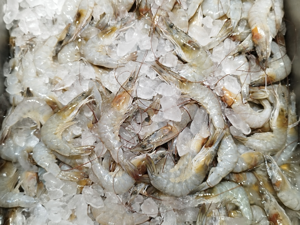 raw shrimps on hand washing shrimp on bowl, fresh shrimp prawns for cooking seafood food in the kitchen or buy shrimps on shop at the seafood market