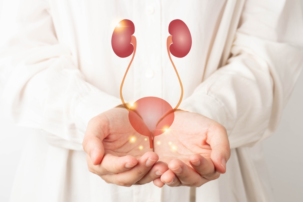 Human urinary system kidneys with bladder anatomy on doctor hands. Treatment of urinary tract infections, urinary incontinence or urinary retention. Urology concept.