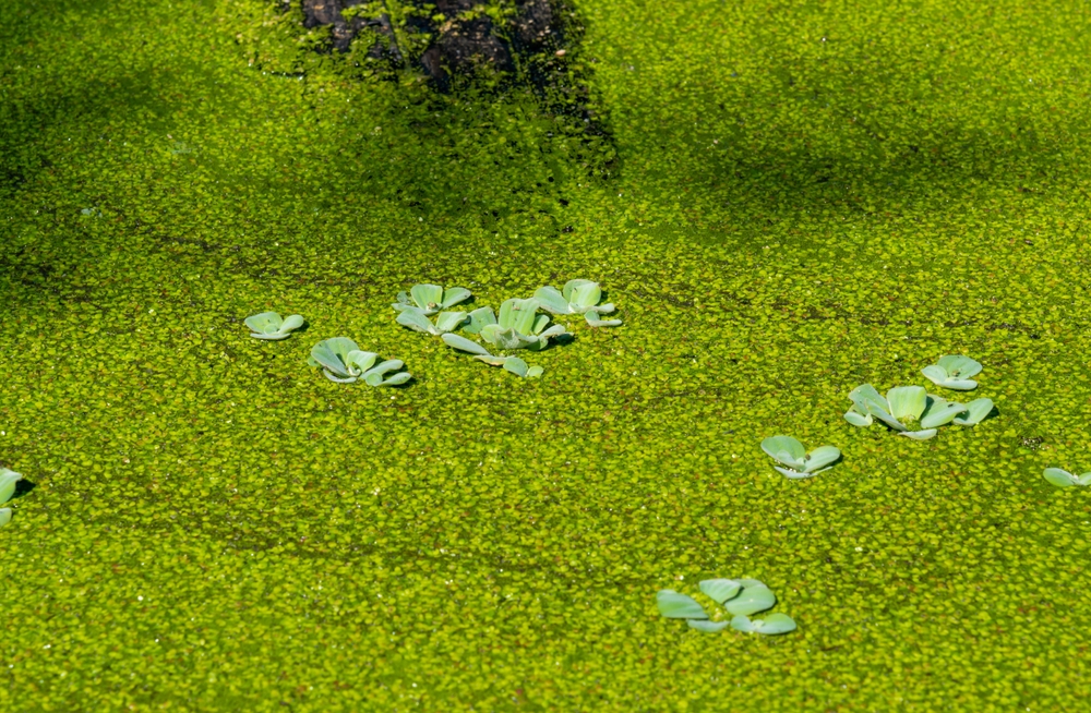 Pistia stratiotes - swims among aquatic plants rootless duckweed (Wolffia arrhiza) and duckweed (Lemna turionifera), pond
