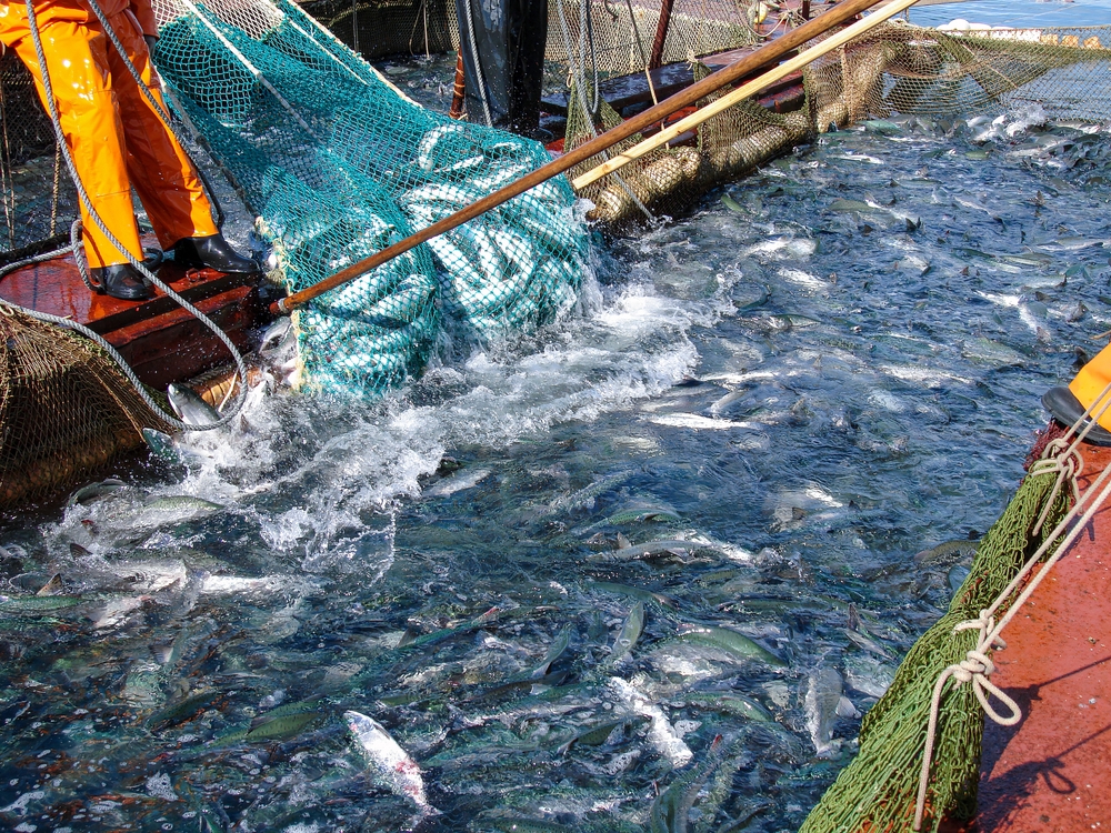 Fishing industry. Industrial fishing boat. Net filled with variety saltwater fish. Salmon, pacific ocean water. High quality photo