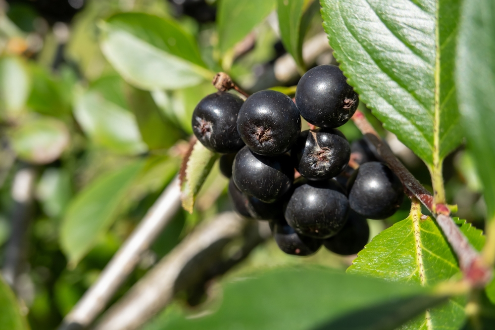 Aronia melanocarpa (black chokeberry) healthy fruit in summer
