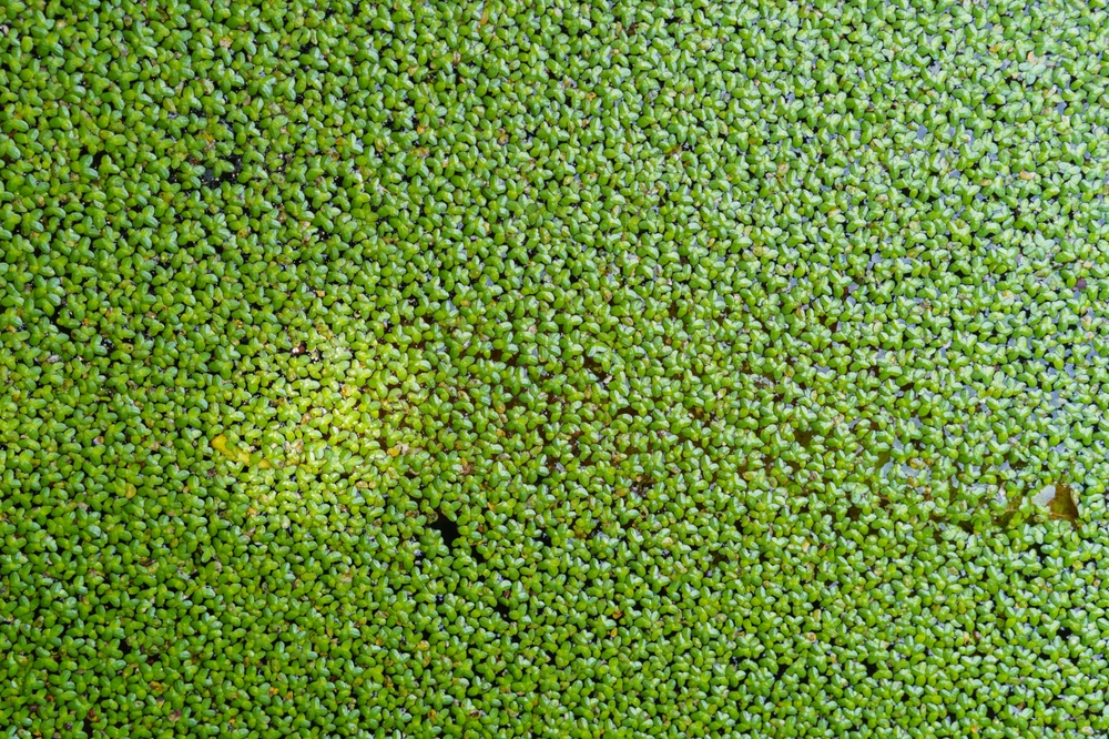 Wolffia arrhiza. Rootless Duckweed on The water for background or texture.
