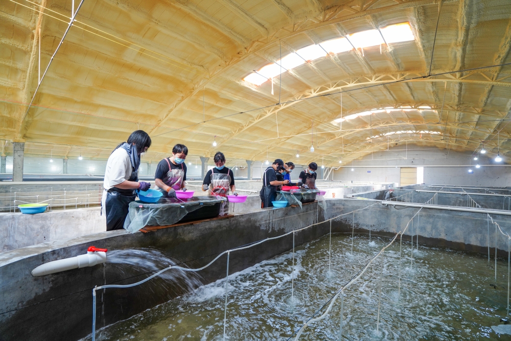 Luannan County, China - September 21, 2022: Workers are carefully selecting tongue sole fry in an aquaculture farm, North China