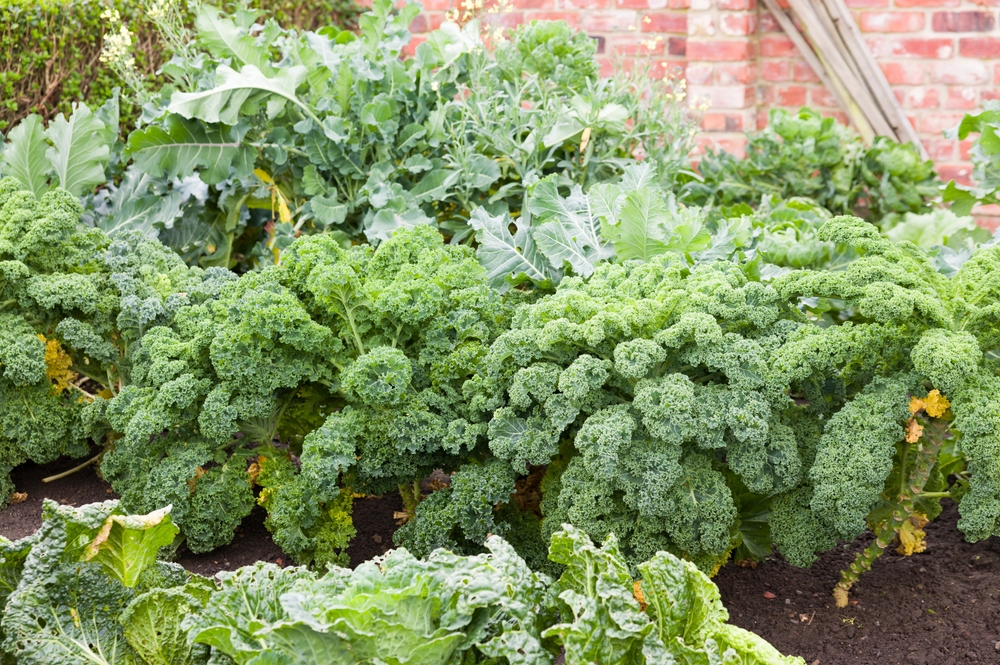 Curly kale and kale plants. Brassicas (Brassica oleracea) growing in a vegetable bed in a UK garden in autumn